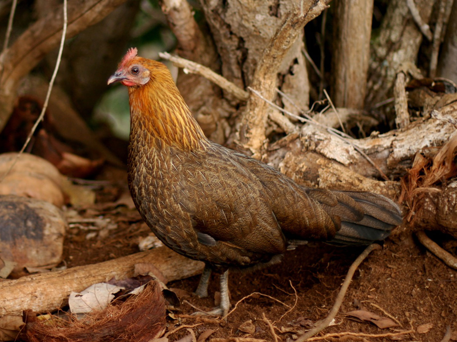 Chicken Animal Names And Pictures