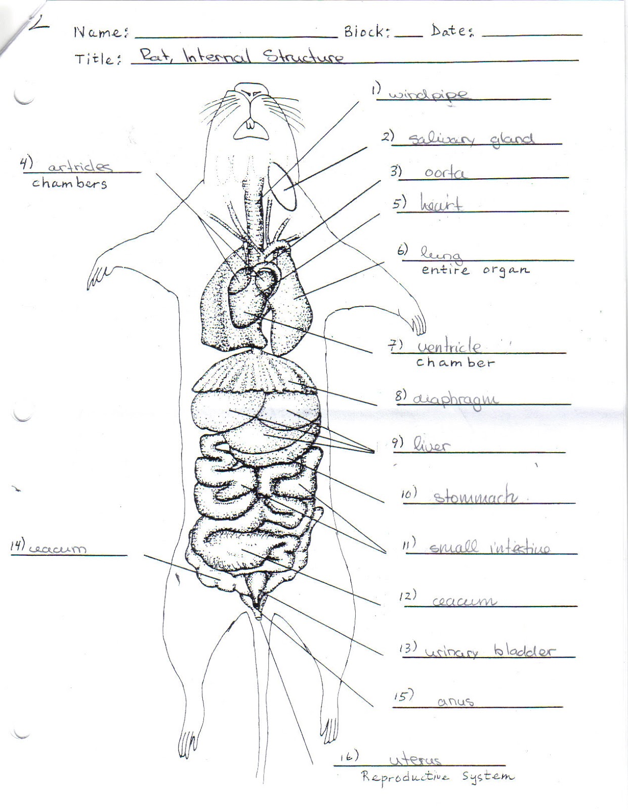 Biology 11 Adventures Cutting Up Rats