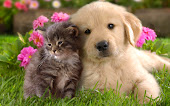 Cats and Dogs images