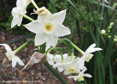 annieinaustin paperwhites january 2012