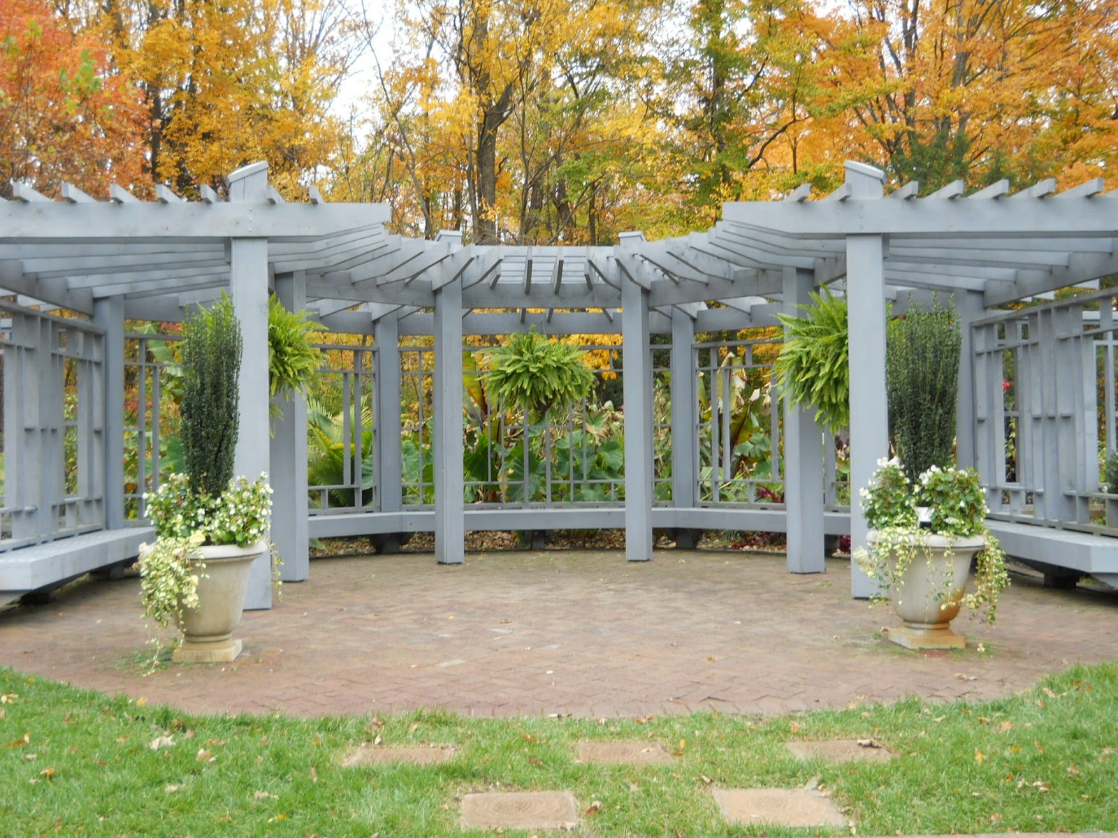 Lemon Verbena Lady S Herb Garden On The Way To Cincinnati