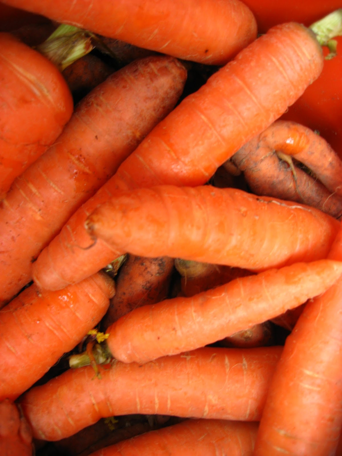 Happy Home Root Cellar is a success!!