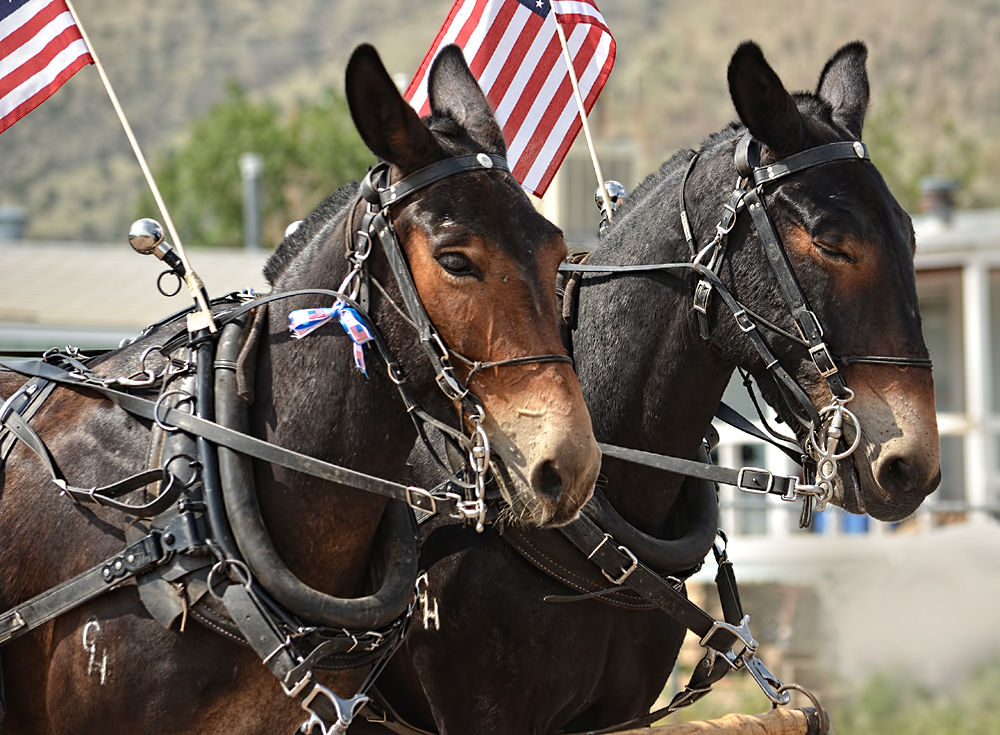 The Laughing Raven Old Timers 2012 All the Pretty Horses