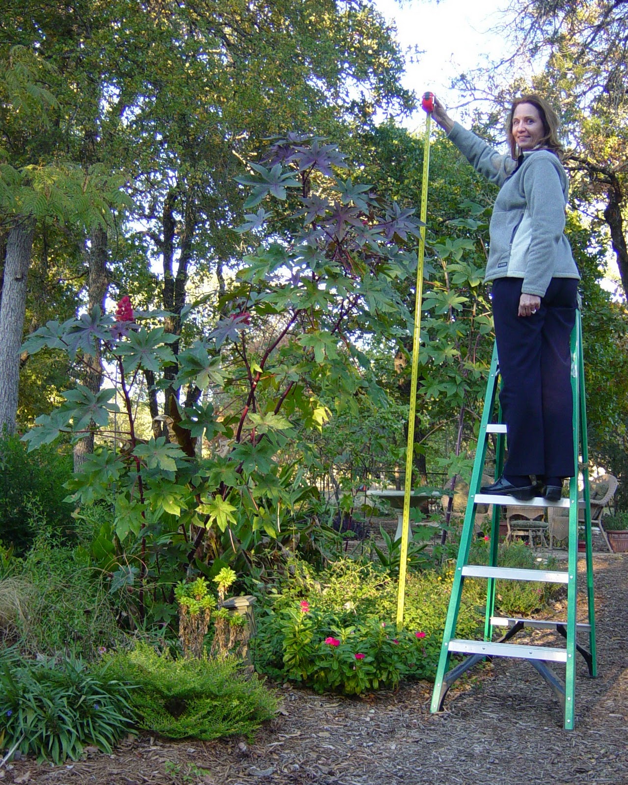 Garden Ally Jack and the Castor Bean Stalk