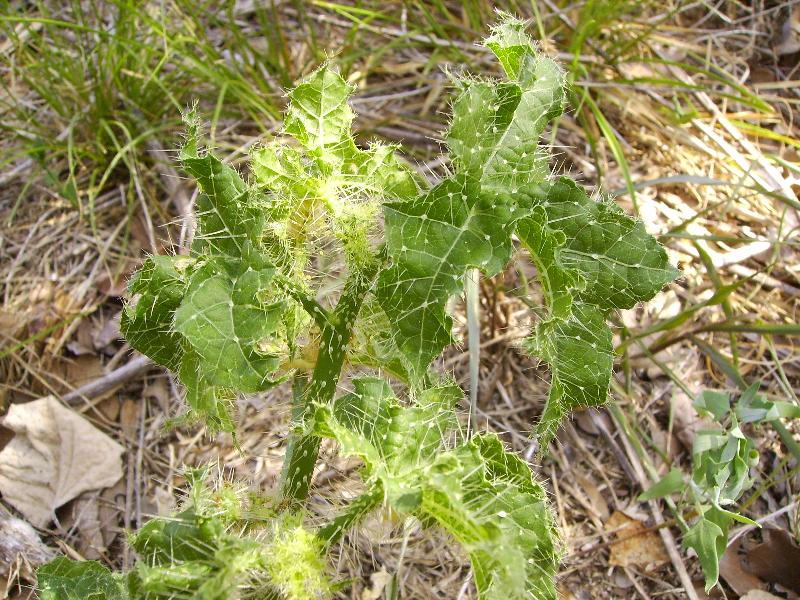 Stealth Survival Bushcraft Central Texas Style Close