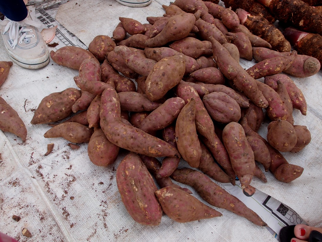 Xing Fu SWEET POTATOES TO HELP EASE BOWEL MOVEMENT