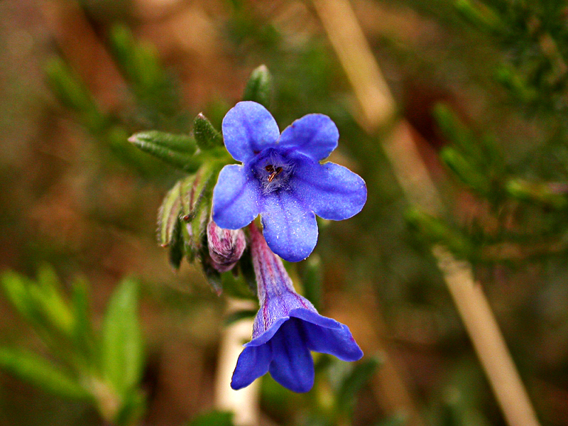 Paseos por la naturaleza: Glandora prostrata. Carrasquilla ...