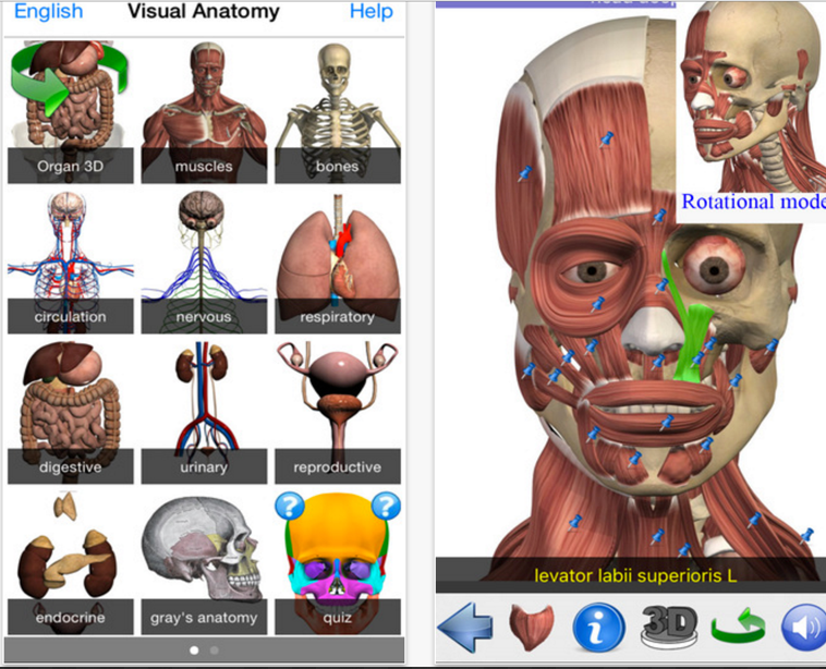 The Popular Visual Anatomy App Is Free Today Grab It Educational