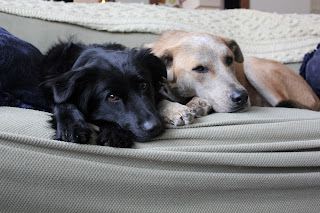Two’s company, three’s a pack