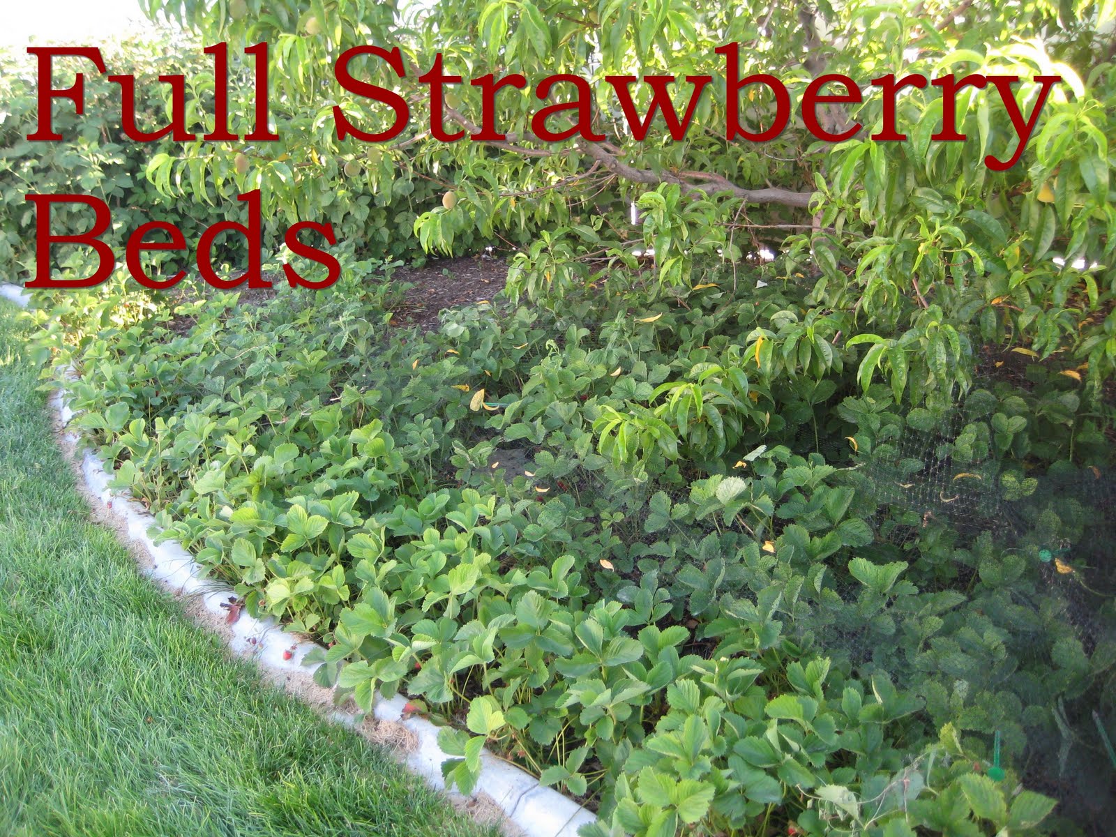 Enjoyingtheharvest Renovating Strawberry Beds