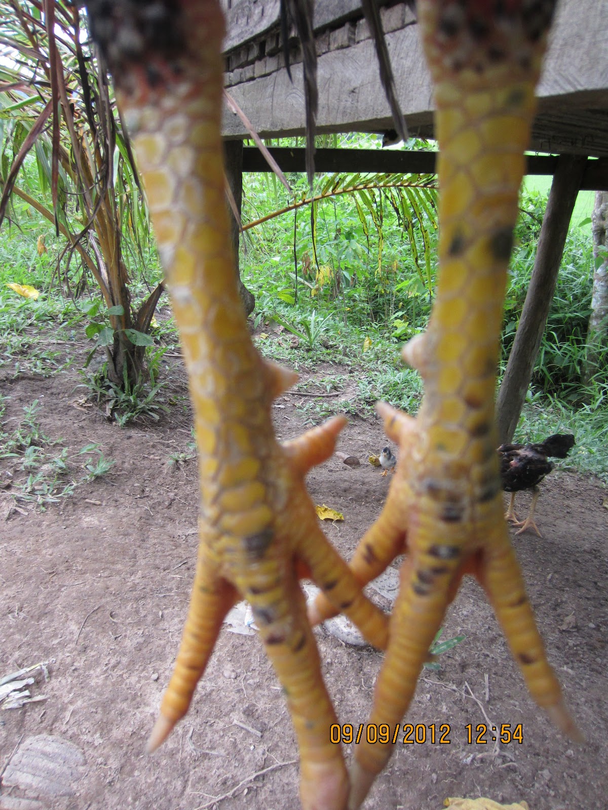 Ayam Sabung Sabah Bulu Burung Hantu Siam Pama Ayam Sabung Sabah Bulu Burung Hantu Siam Pama