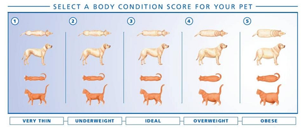 albemarle veterinary health care center dog bcs chart