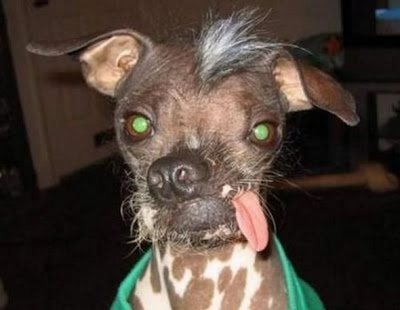 World ugliest dogs pictures