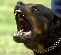 HO SOGNATO UN CANE CHE MI MORDEVA