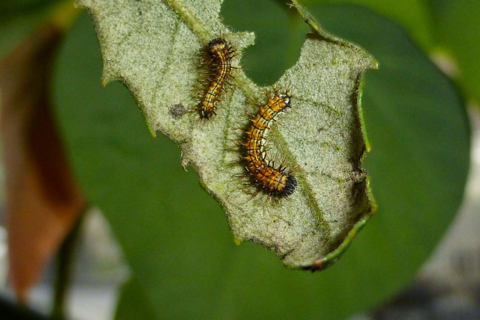 Copaxa lavenderohidalgensis caterpillar Copaxa lavenderohidalgensis caterpillar