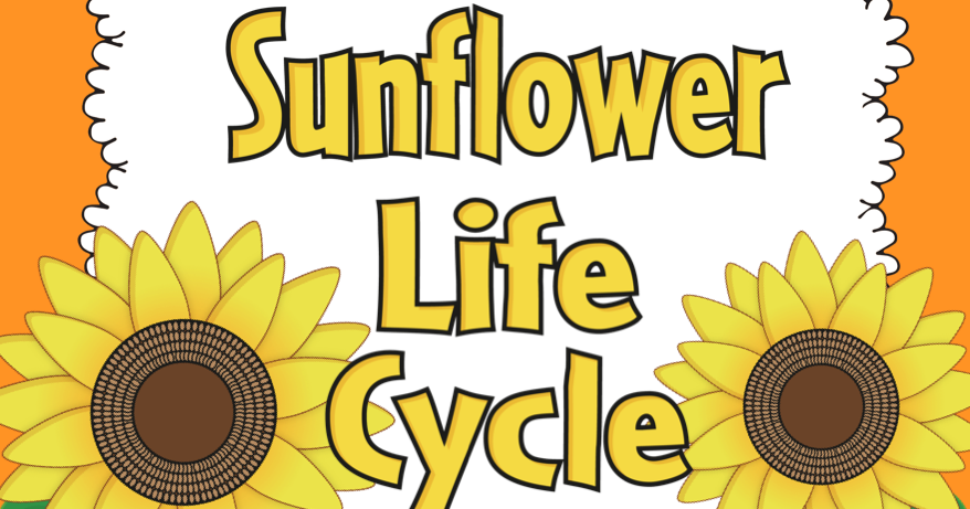 Principal Principles: Sunflower Life Cycle Science Lesson