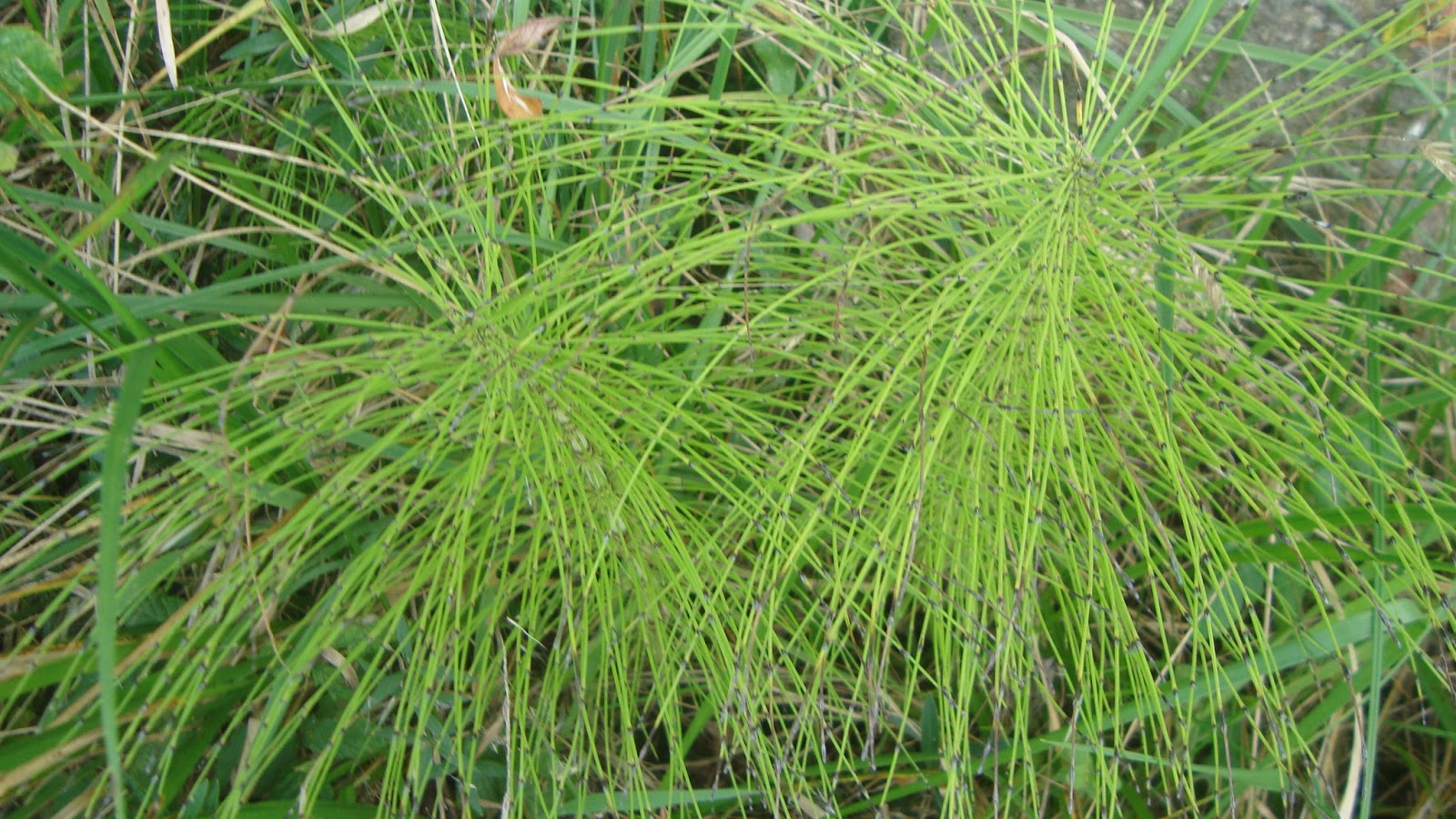 COLA DE CABALLO ( Equisetum arvense )  El Jardín de Elbe