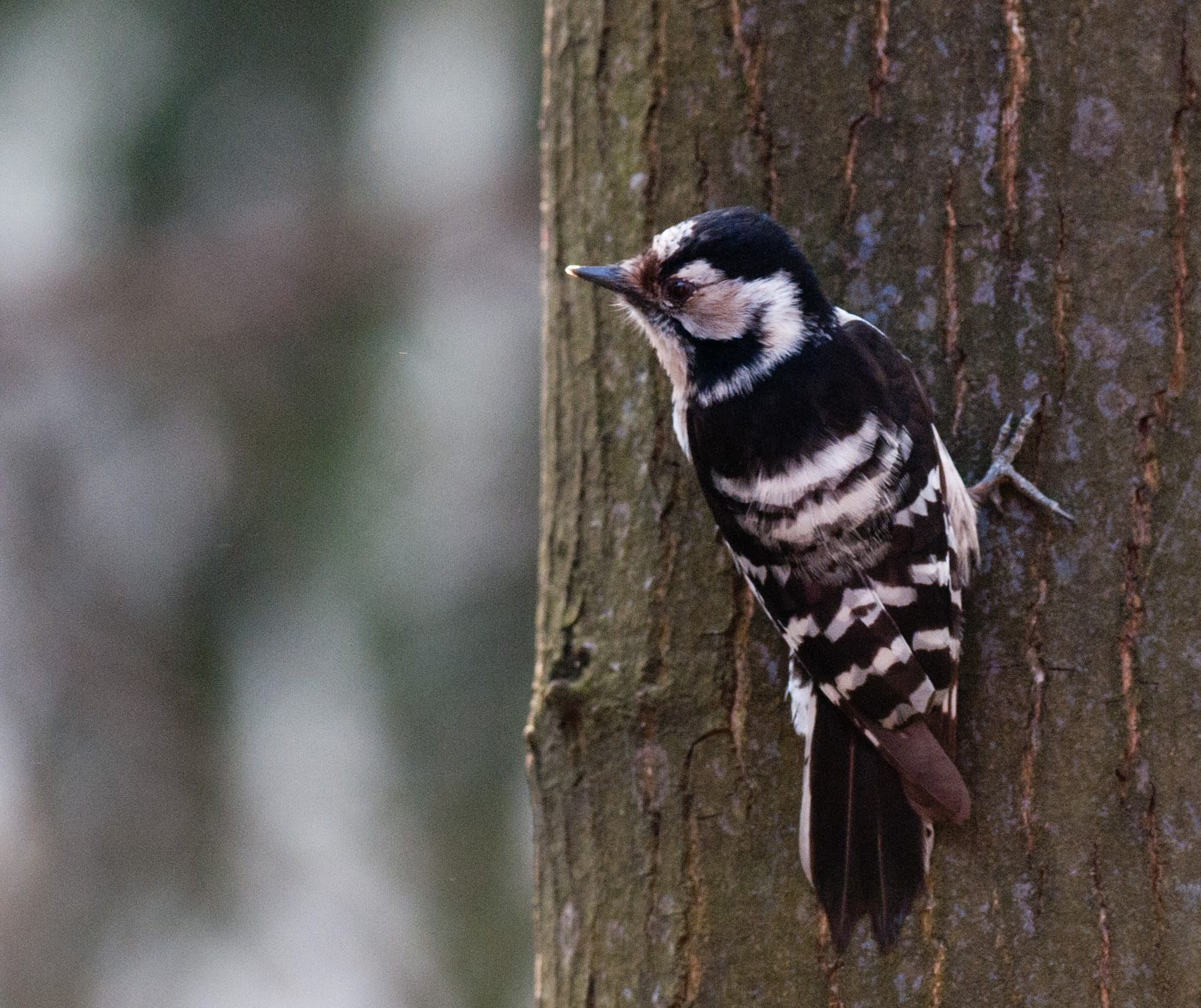 Woodpeckers Of Europe: Gallery: Lesser Spotted Woodpecker female