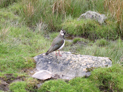 The lapwing, one of my favourite birds