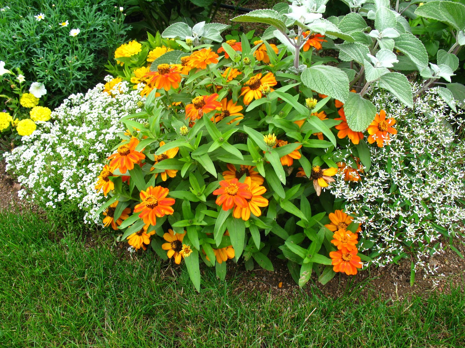 Plantes Pour Bordures Fleuries Plantes Pour Bordures Fleuries