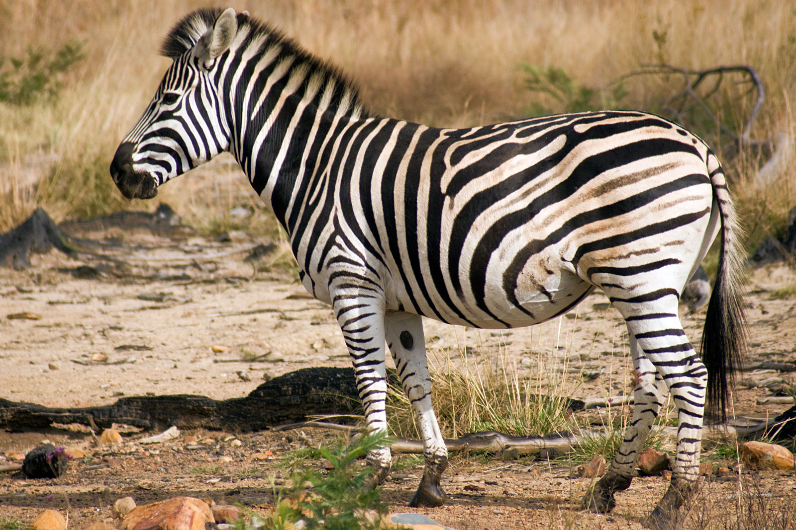 Cool Picture Collection 33 Strikingly Beautiful Pictures of Zebras
