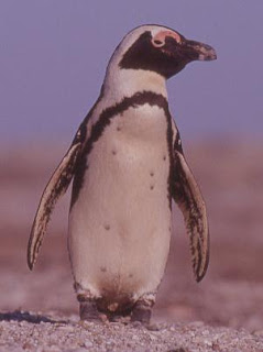 anton wolfaardt thesis penguins spheniscus demersus The reproductive success of african penguins spheniscus demersus at dassen island from 1994 to 2000 was variable, but much higher than. anton wolfaardt thesis penguins spheniscus demersus The reproductive success of african penguins spheniscus demersus at dassen island from 1994 to 2000 was variable, but much higher than.