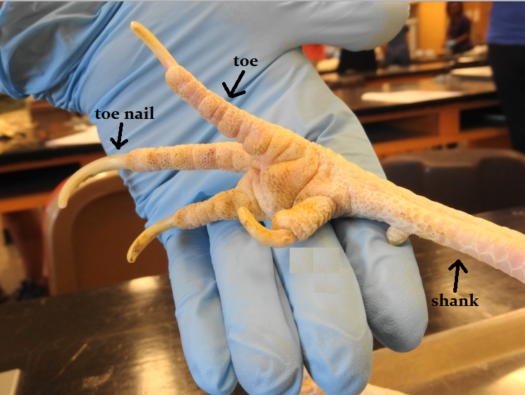Animal Science Chicken Dissection External Anatomy