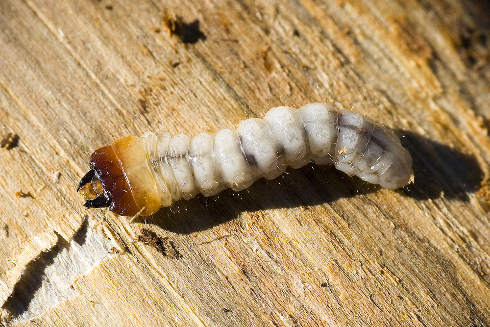 banca pueyo wikipedia invertebrados de huesca rhagium inquisitor larva banca pueyo wikipedia invertebrados de huesca rhagium inquisitor larva