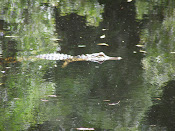 Gator