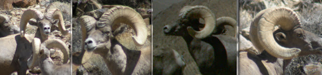 Subject+Ram+for+Field+Judging+and+Scoring+Sheep+Jay+Scott+Outdoors+All+Views.jpg