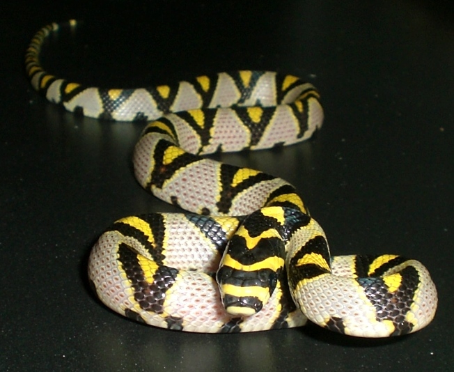 Carpet Pythons and Jaguar Carpet Python Exotic Spectacular Snakes