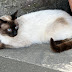 Seal Point Siamese with a bit of tabby cat