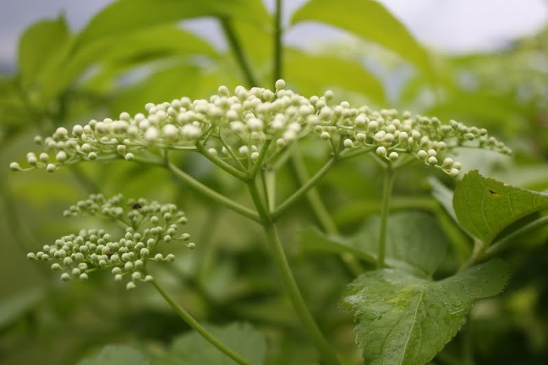 Homesteading At Redtail Ridge Medicinal Herb Elderberry Flowers