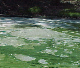 stabilization pond algae