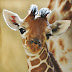 Facebook giraffe riddle answer? Door or Eyes?