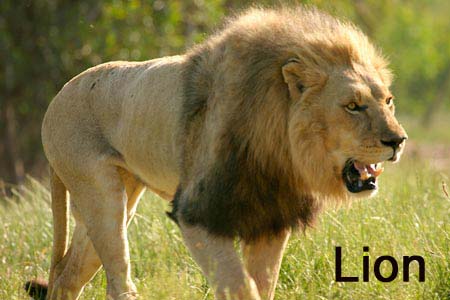 animal: Animal's as their food habits