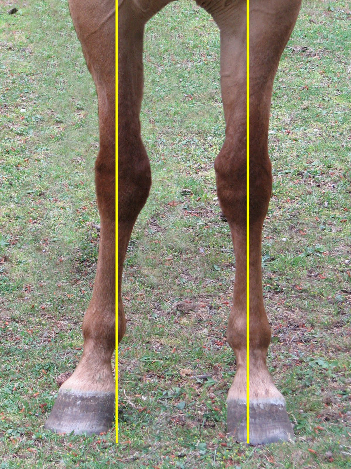 CONFORMATION FAULT: Carpus Valgus, aka "Knock Knees"