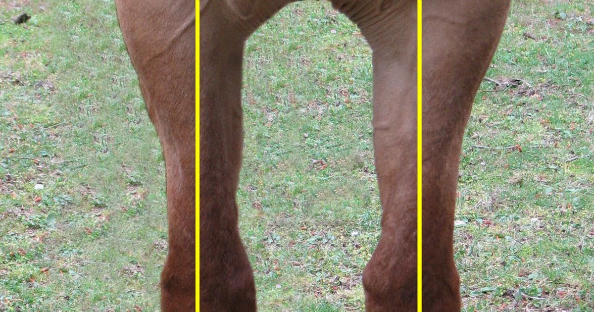 CONFORMATION FAULT Carpus Valgus, aka "Knock Knees"