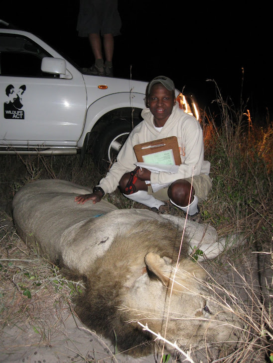 Lion Collaring