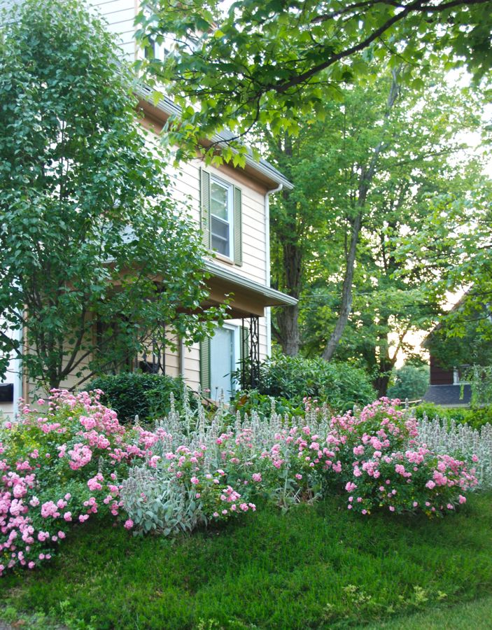 Wife, Mother, Gardener Roses in the Hill Garden