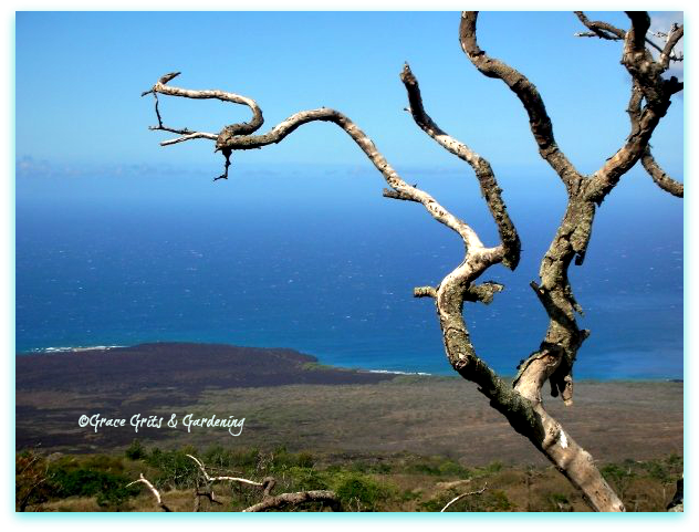 The road to Hana.