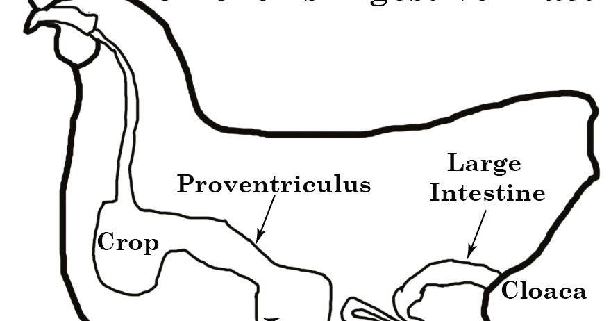 Chicken Waterer: Do Your Chickens Need Grit