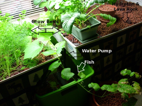 How To Start Your Own Aquaponics Garden