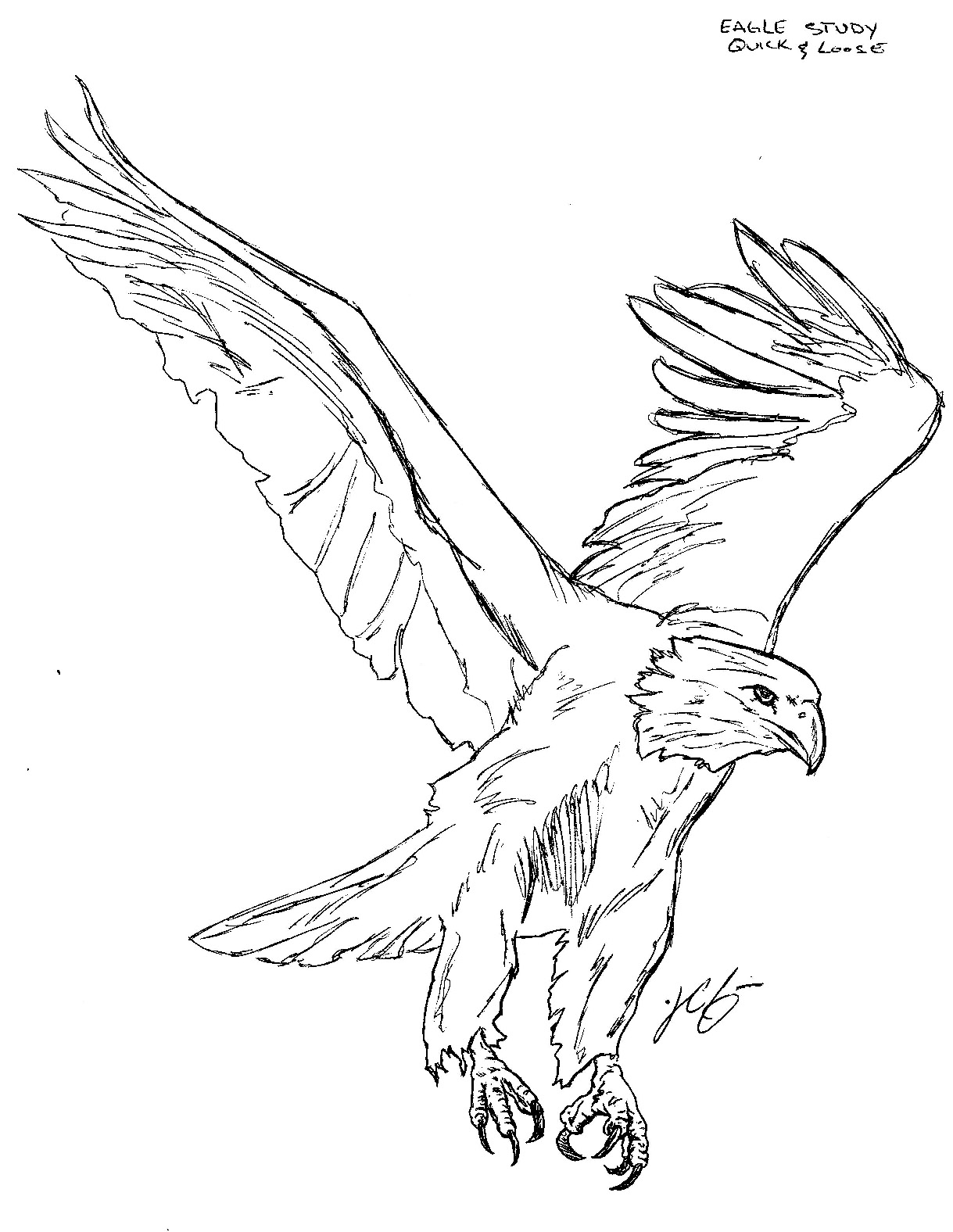 American Eagle Sketches