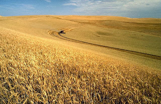How to Starting Wheat Farming Business