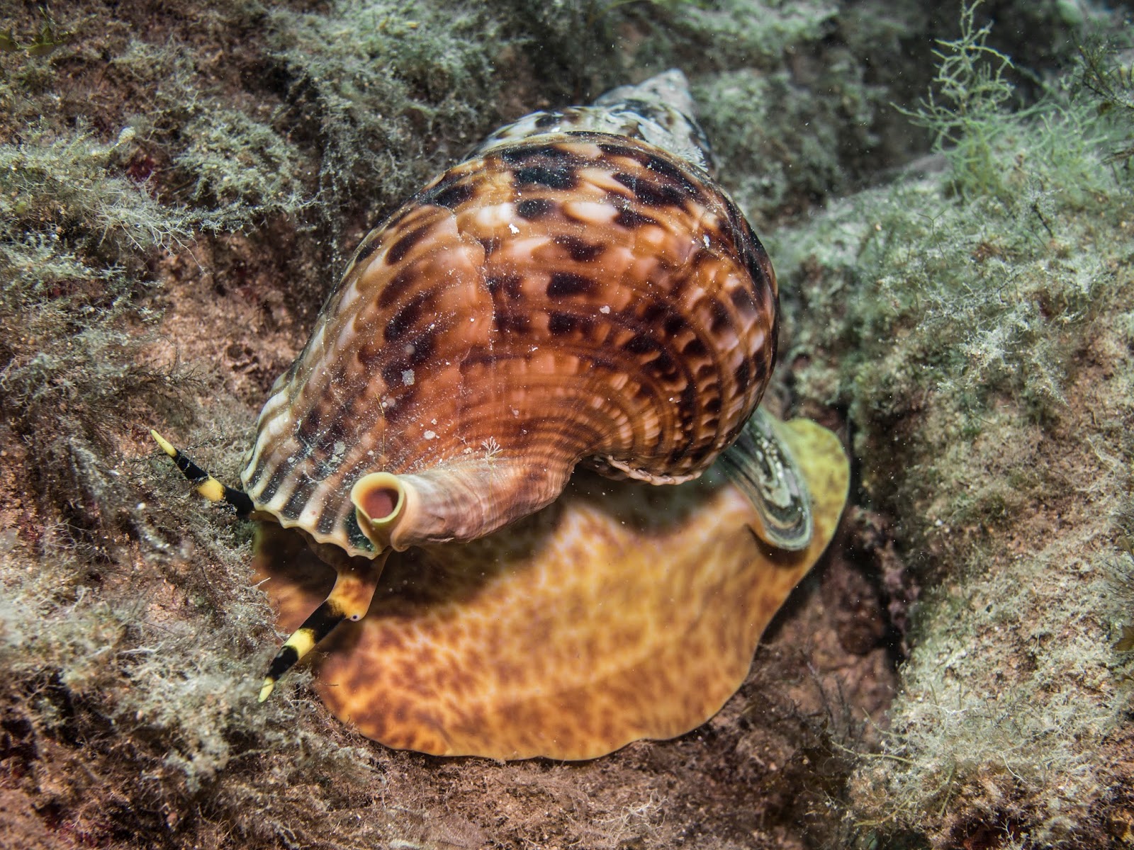 Underwater Photography Gallery Triton´s Trumpet / Great Triton Snail