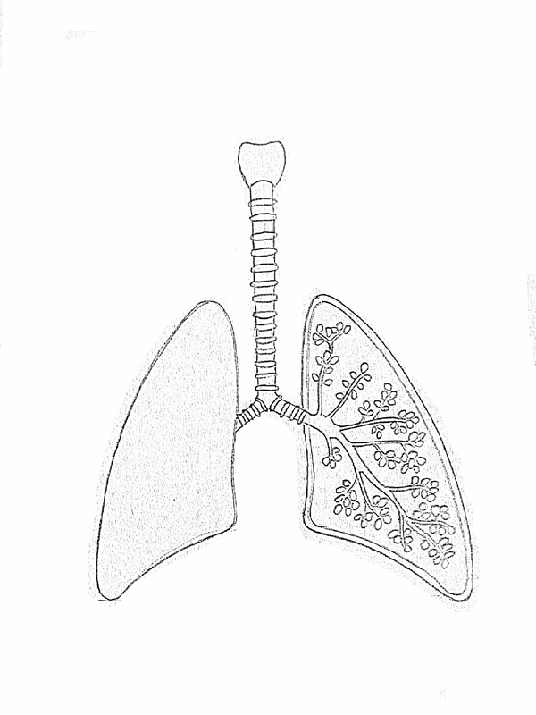 Draw It Neat   How To Draw Lungs Diagram