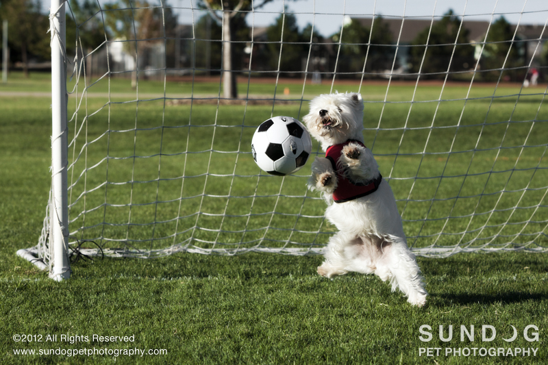 Goalie Dog Sundog Pet Photography