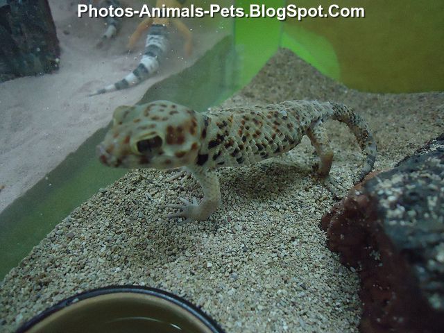 http://4.bp.blogspot.com/-xnQVQdNFLvo/TeMvQ3MbTLI/AAAAAAAABNE/Wk7dgvcPUq0/s1600/Gecko%2Bpets%2B_0001.jpg