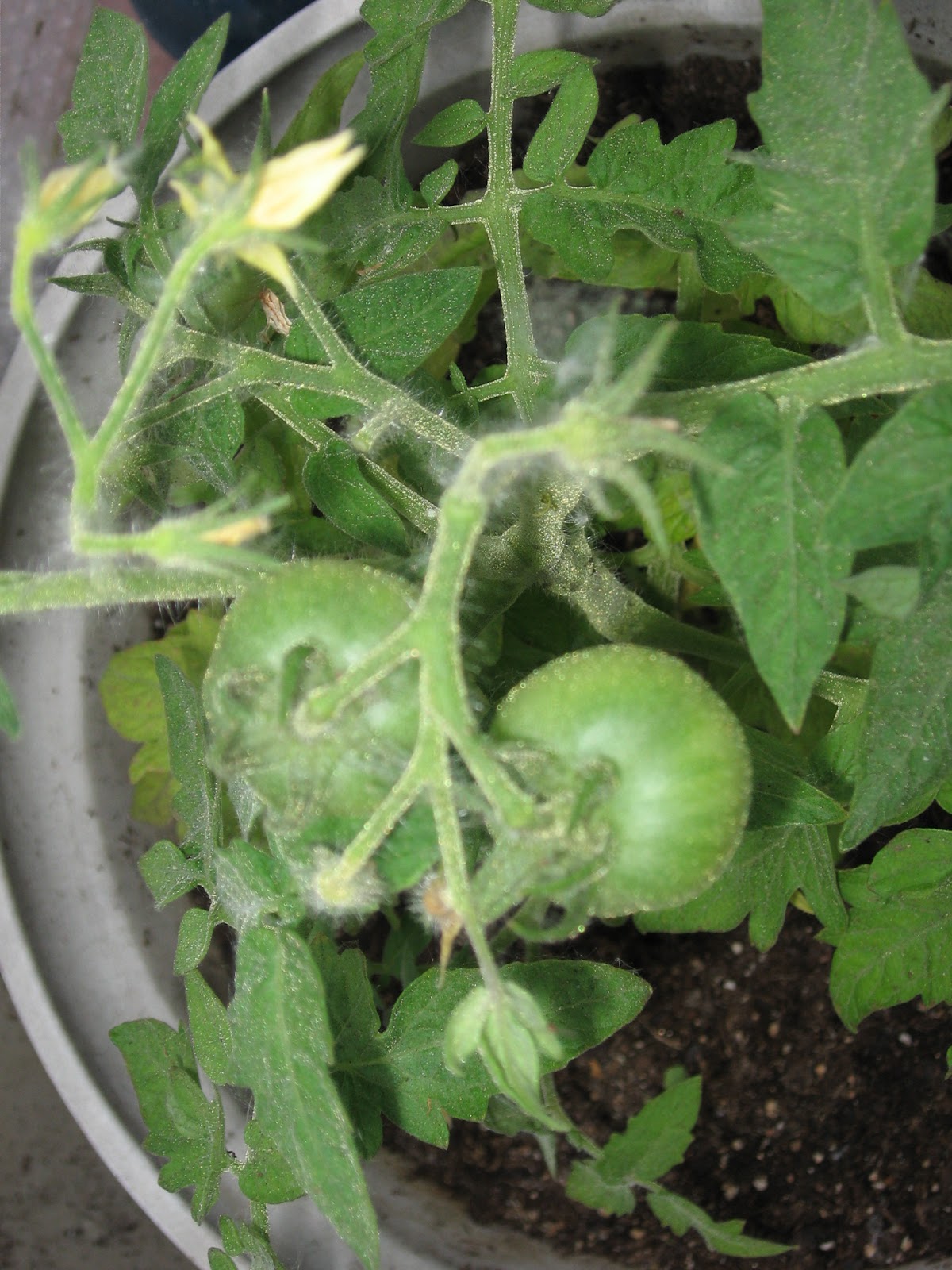 Kansas Gardener Early Tomatoes
